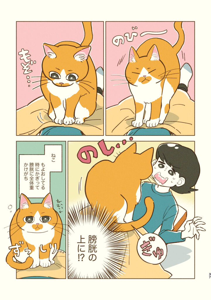 膀胱の上に乗ってくる猫